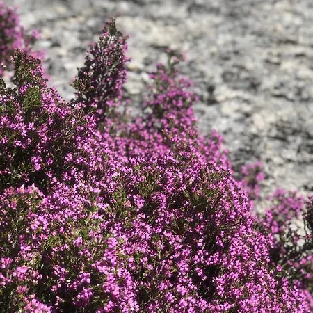 בית כפרי Casas Da Peneda - Geres