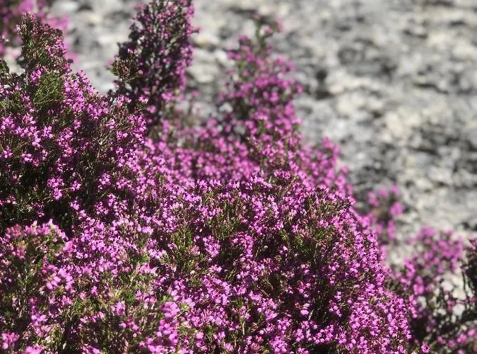 Country house Casas Da Peneda - Geres